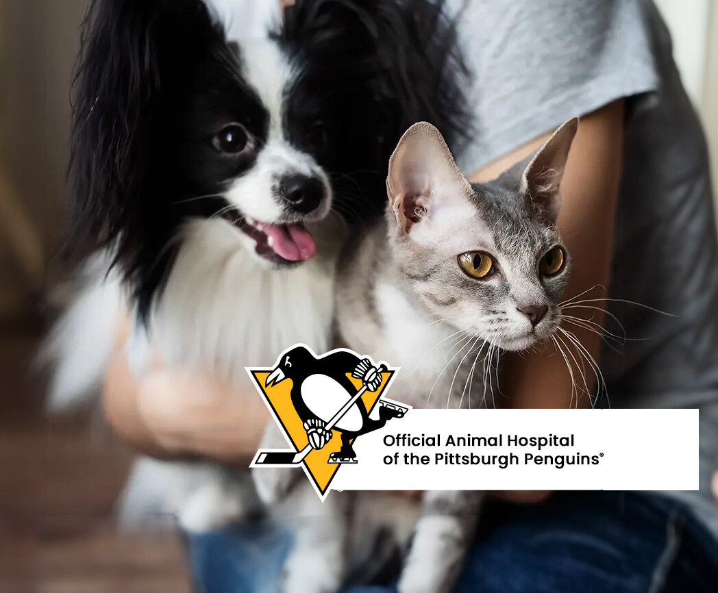 black-white-dog-penguin-2