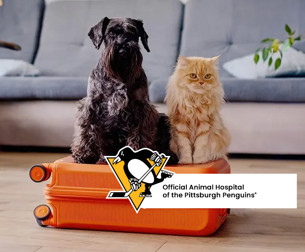 schnauzer-orange-cat-penguin