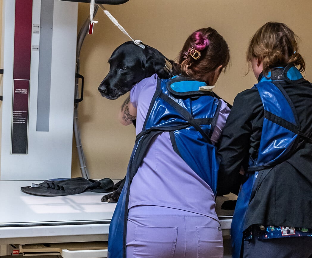 windrose-animal-hospital-Walk-In Urgent Care-banner